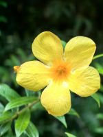 Gelbe Drachenblume im Dschungelcamp