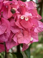 Prächtige Bougainvillea