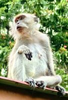 Auf dem Dach poltert es: heißt hier: die Affen kommen