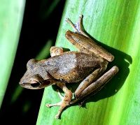 Bei unserer Nachtwanderung im Taman Negara Nationalpark sehen wir zuerst einen Frosch