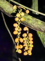 Interessante Früchte