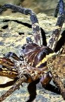 Die Kauwerkzeuge dieser Spinne sind schon beeindruckend, Taman Negara Nationalpark