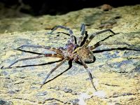 Spinne bei der Nachtwanderung