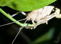 Auge in Auge mit einem Grashüpfer im Taman Negara Nationalpark