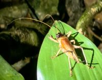 Grashüpfer im Taman Negara Nationalpark
