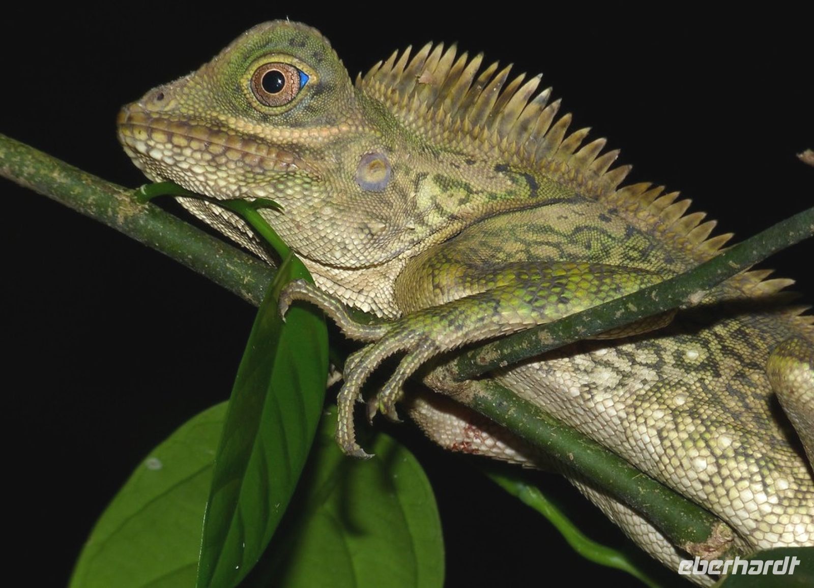 Chamäleon bei der Nachtwanderung im Taman Negara Nationalpark