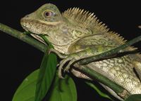 Chamäleon bei der Nachtwanderung im Taman Negara Nationalpark