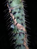Rattan ist ein Schmarotzer, wir kennen diese Pflanze vor allem von Stuhlgeflechten, Taman Negara Nationalpark