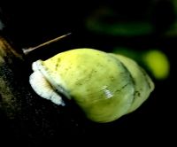 Farbenfrohe Schnecke im Taman Negara Nationalpark