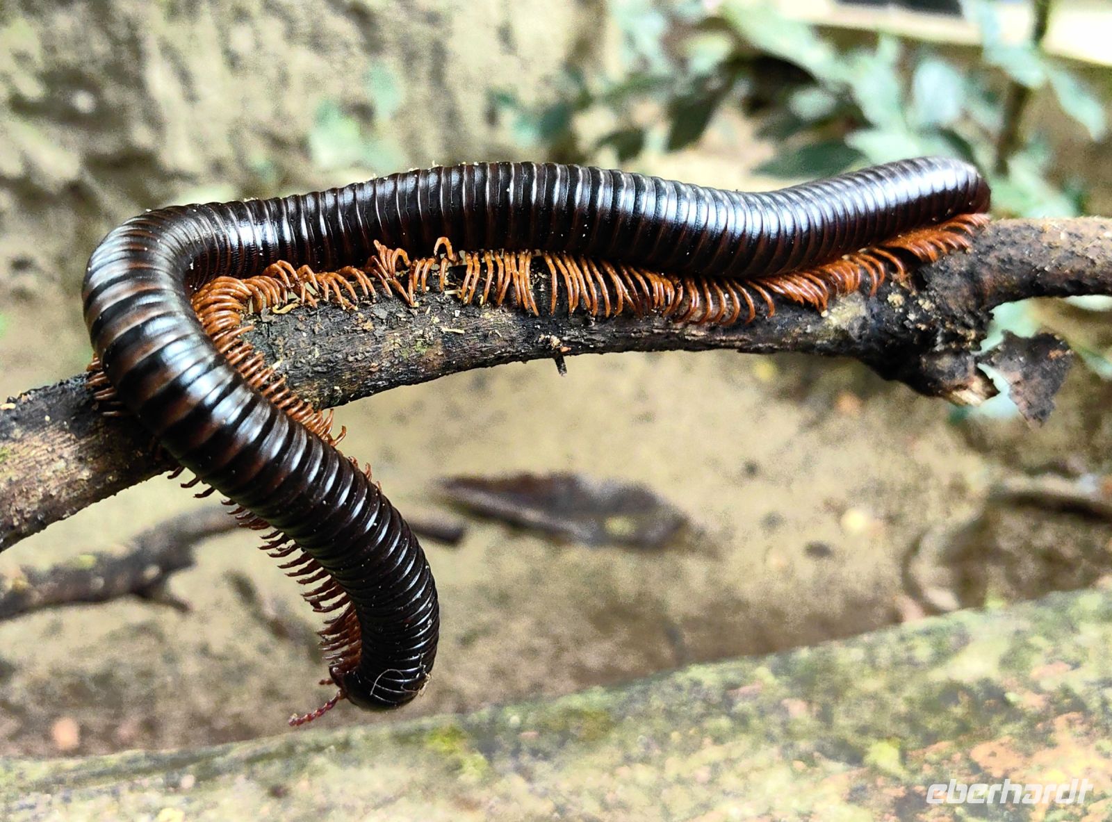 Tausendfüßler im Taman Negara Nationalpark 