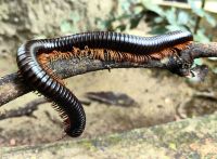 Tausendfüßler im Taman Negara Nationalpark 