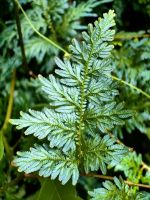 Dieser Farn kann die Farbe ändern