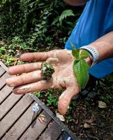 Blätter mit Wasser vermischt schämen und eignen sich zur Wunddesinfektion