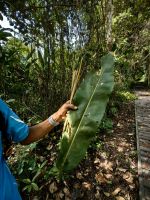 Diese Stengel schmecken wie Ingwer