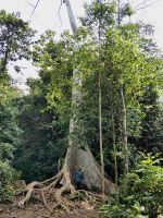 Urwaldriese im Taman Negara Nationalpark 