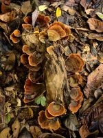 Baumpilze, Taman Negara Nationalpark 