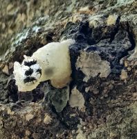 Tropische Bienen sind viel kleiner als bei uns