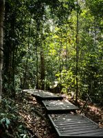 Dschungelpfad im Taman Negara Nationalpark 