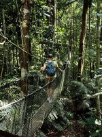 Der Baumwipfelpfad im Taman Negara Nationalpark 
