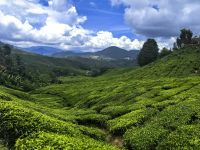 Teeplantagen in den Cameron Highlands