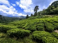 Grandiose Landschaft in den Cameron Highlands