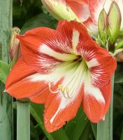 Amaryllis im BOH Teeparadies