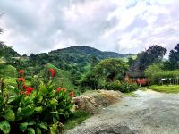 BOH Teeplantage in den Cameron Highlands