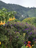 Landschaft der Cameron Highlands