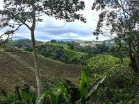 Hier wurde frisch geerntet, danach sieht es immer ein wenig braun aus