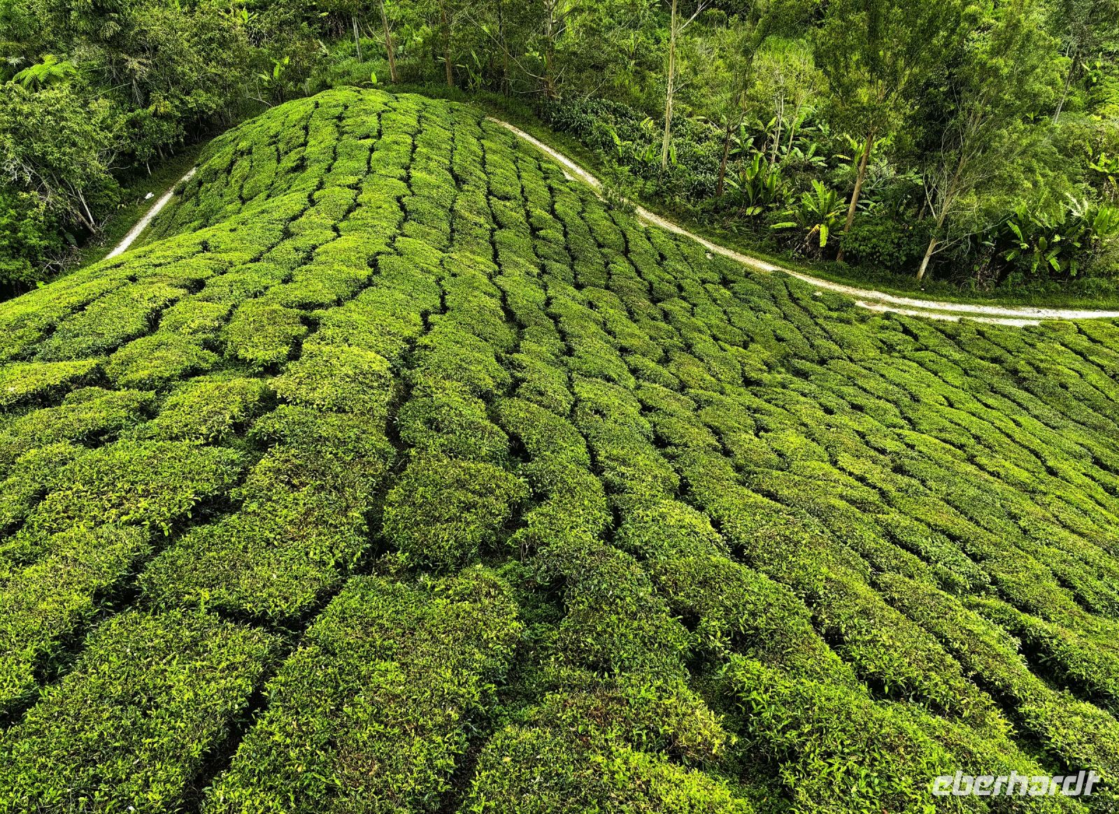 Sattes Grün des Tees auf der Boh Teeplantage