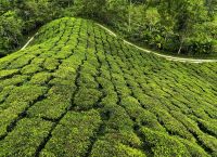 Sattes Grün des Tees auf der Boh Teeplantage