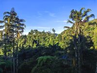 Unser Ausblick beim Frühstück von der Hotelterrasse in den Cameron Highlands