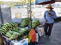 Maisverkäufer in den Cameron Highlands