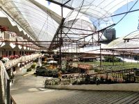 Erdbeerfarm in den Cameron Highlands