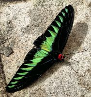 Trogonoptera brookiana, Riesenschmetterling auf der Schmetterlingsfarm in den Cameron Highlands