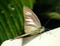 Appias libythea, Schmetterlingsfarm Cameron Highlands