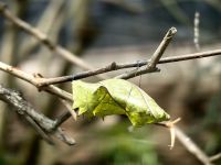 Der Kokon eines Schmetterlings in der Schmetterlingsfarm in den Cameron Highlands