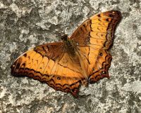 Vindula dejone, Tagfalter, Schmetterlingsfarm Cameron Highlands