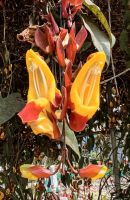 Indische Thunbergie (Thunbergia mysorensis) Schmetterlingsfarm
