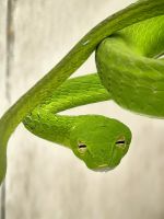 Aug in Aug mit dem Reptil hier mit einer Nasenpeitschennatter oder auch Baumschnüffler