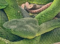 Grüngelbe Palmlanzenotter, giftige Viper im Schmetterlingspark, Cameron Highlands
