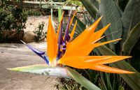 Strelizie im Schmetterlingspark in den Cameron Highlands