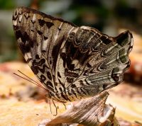 Schmetterlingsfarm in den Cameron Highlands