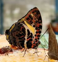 Festmahl für die Schmetterlinge in den Cameron Highlands, Ananas