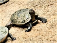 Schildkröten am Kek Lok Sie Tempel