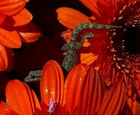 Im Schmetterlingsgarten auf dem Changi Airport sind Singapur