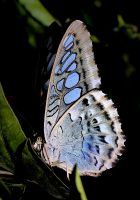 Schmetterlingsgarten Singapur Airport