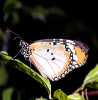 Singapur Airport, Schmetterlingsgarten 