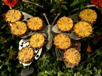 Futterbar für die Schmetterlinge im Flughafen