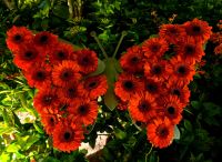 Auch schön, so ein Blumenschmetterling